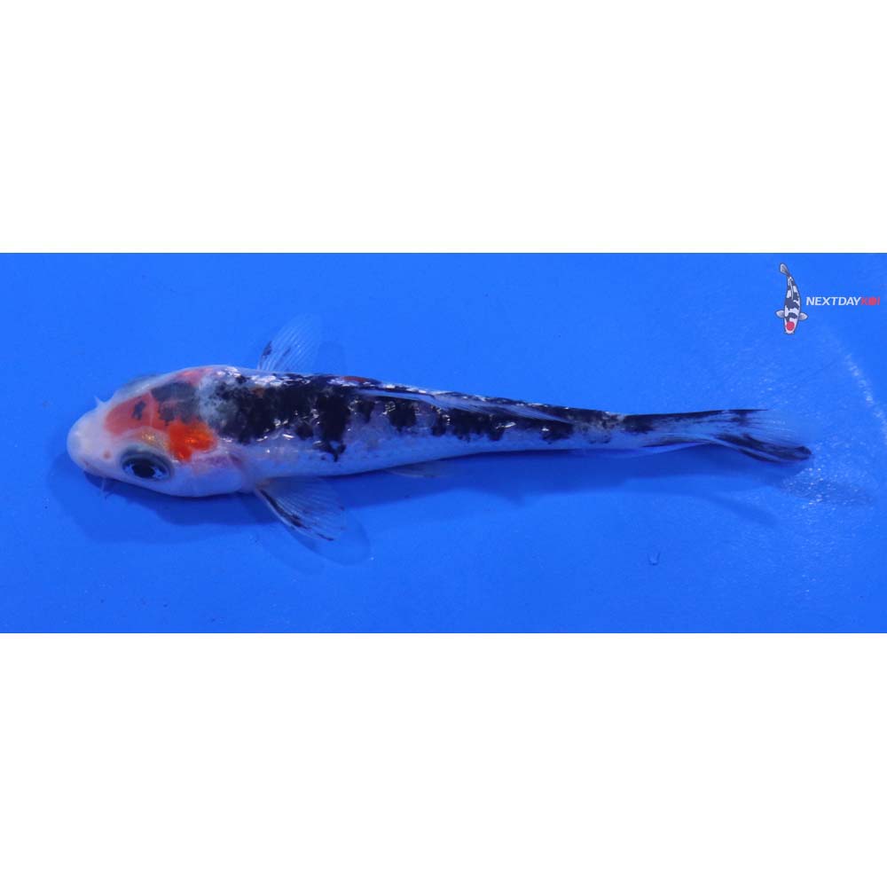 3.5” Imported Gin Rin Sanke