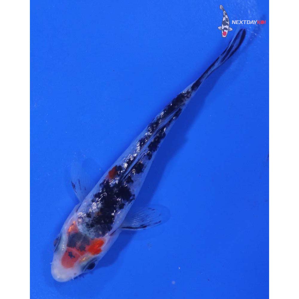 3.5” Imported Gin Rin Sanke