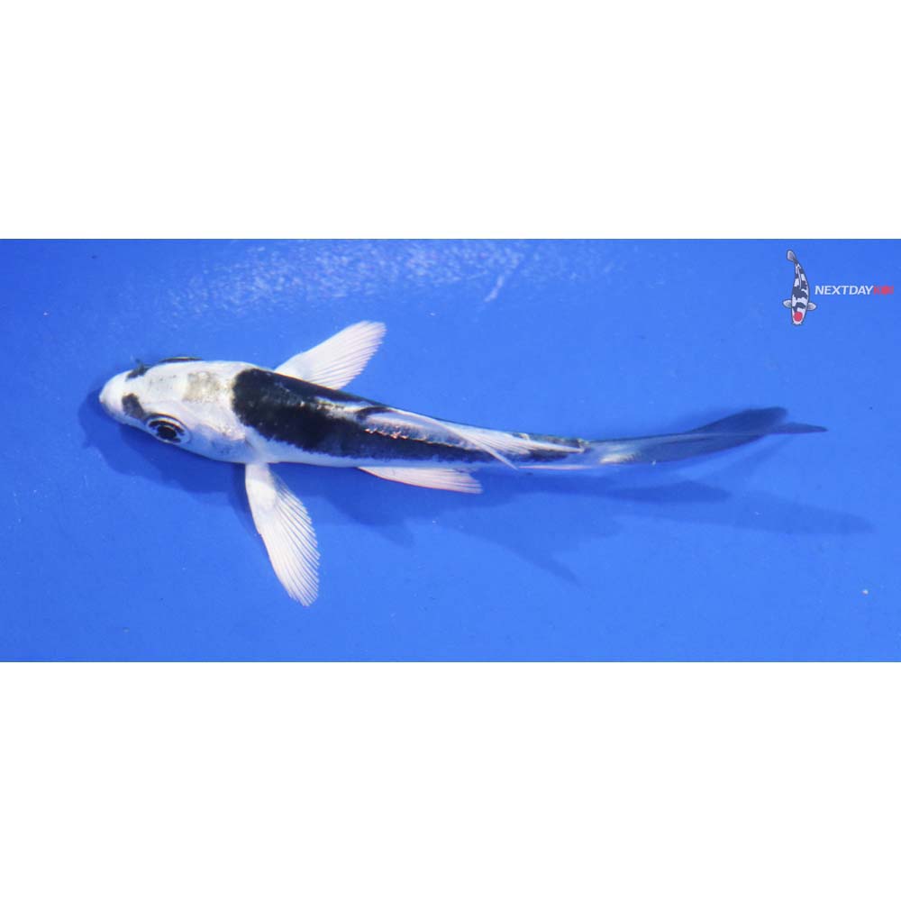 3” Imported Kikokuryu Butterfly Koi