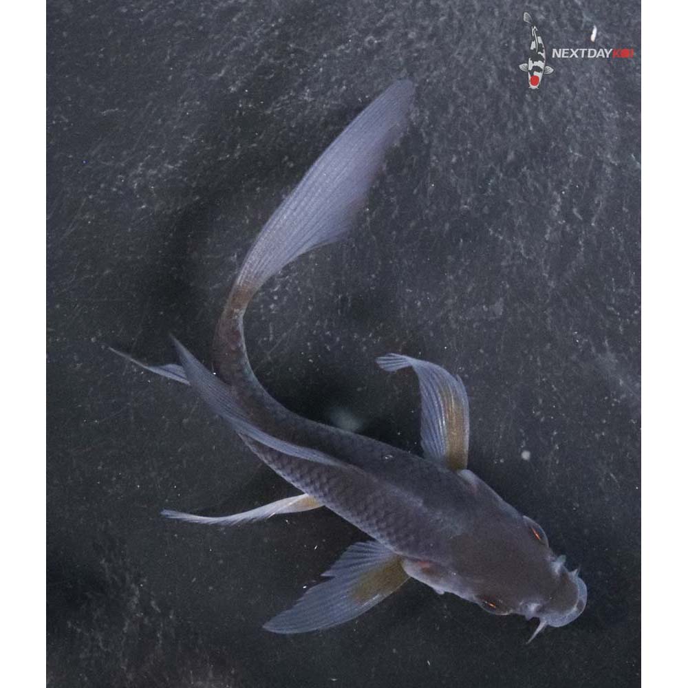 3.5” Imported Chagoi Butterfly Koi