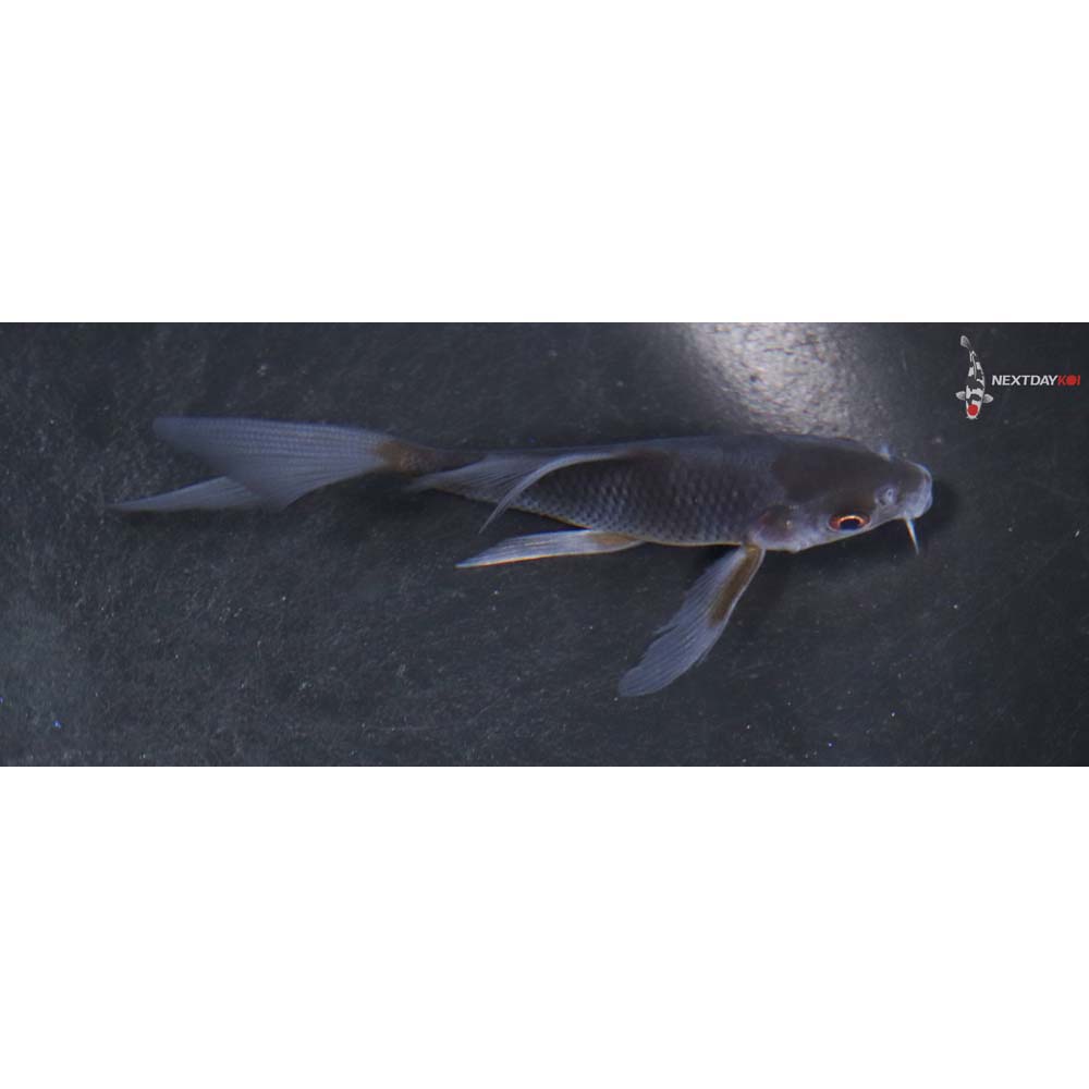 3.5” Imported Chagoi Butterfly Koi