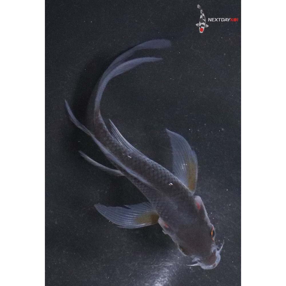 3.5” Imported Chagoi Butterfly Koi