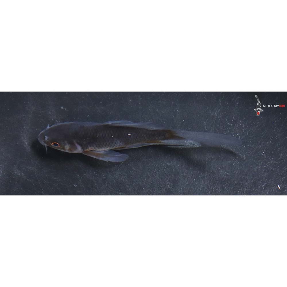3.5” Imported Chagoi Butterfly Koi