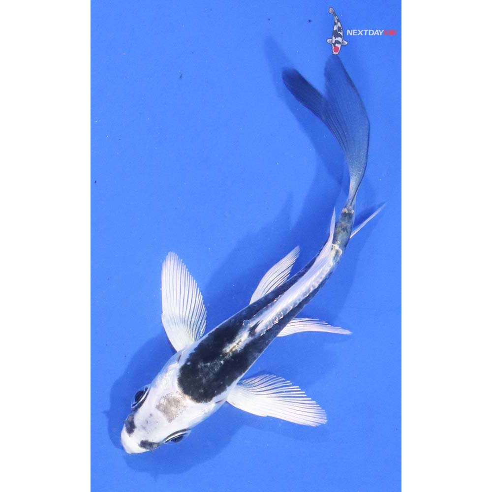 3” Imported Kikokuryu Butterfly Koi