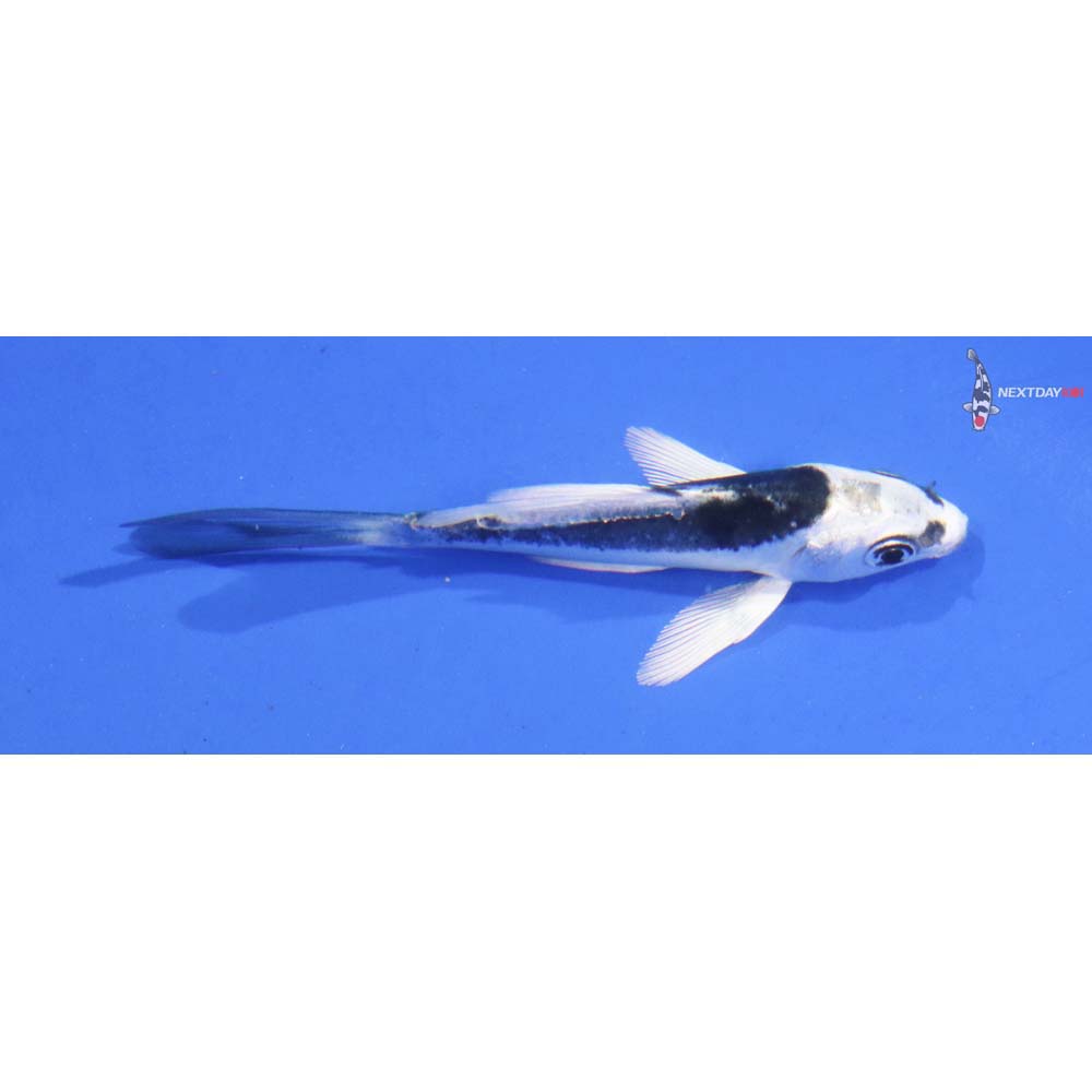 3” Imported Kikokuryu Butterfly Koi