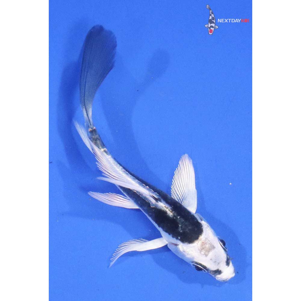 3” Imported Kikokuryu Butterfly Koi
