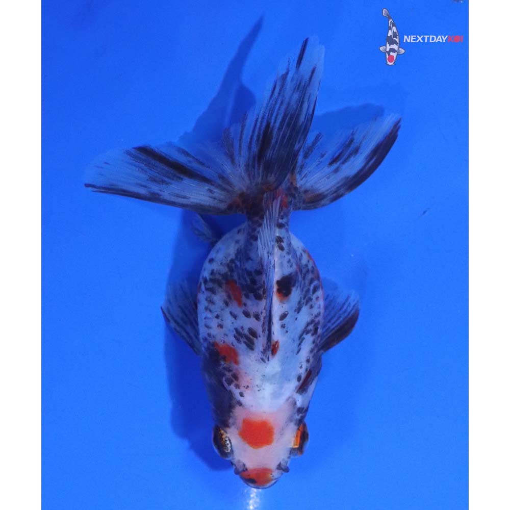 3.5” Imported Calico Ryukin