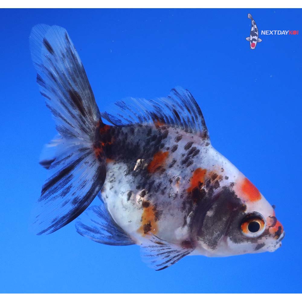 3.5” Imported Calico Ryukin