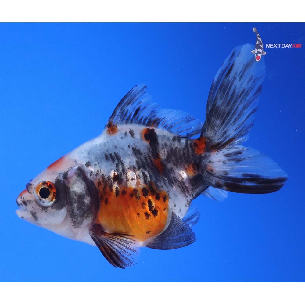 3.5” Imported Calico Ryukin