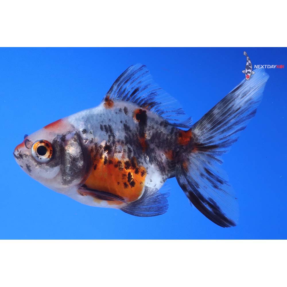 3.5” Imported Calico Ryukin