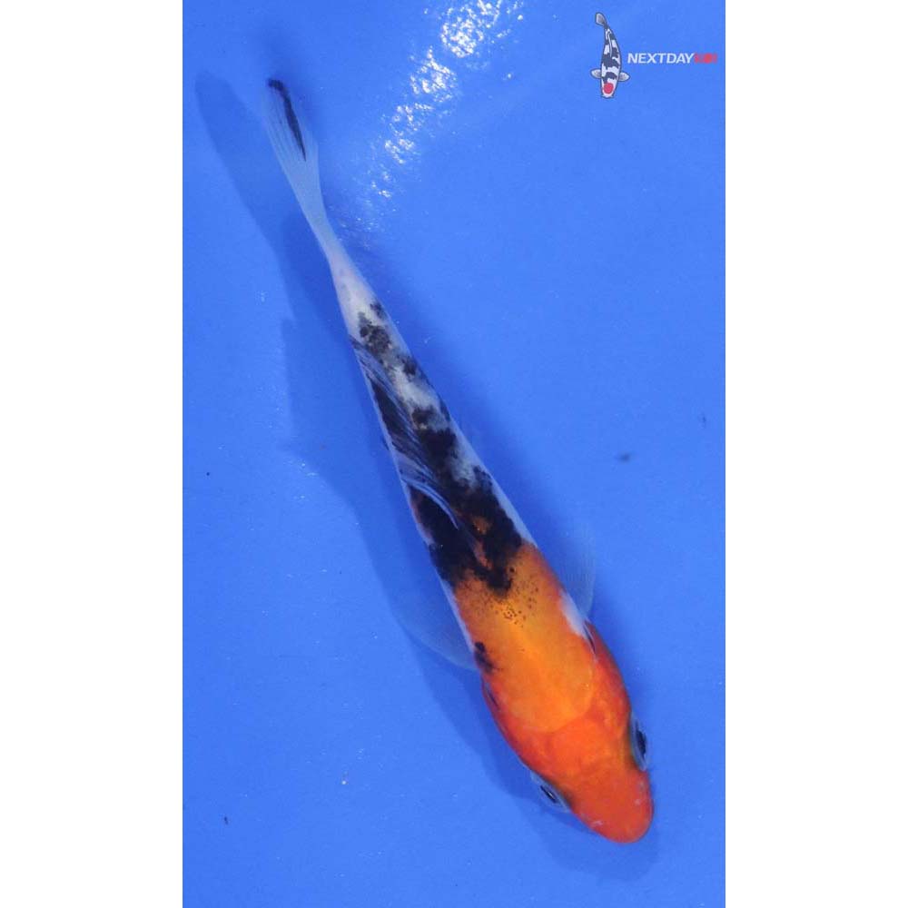 3” Imported Sanke