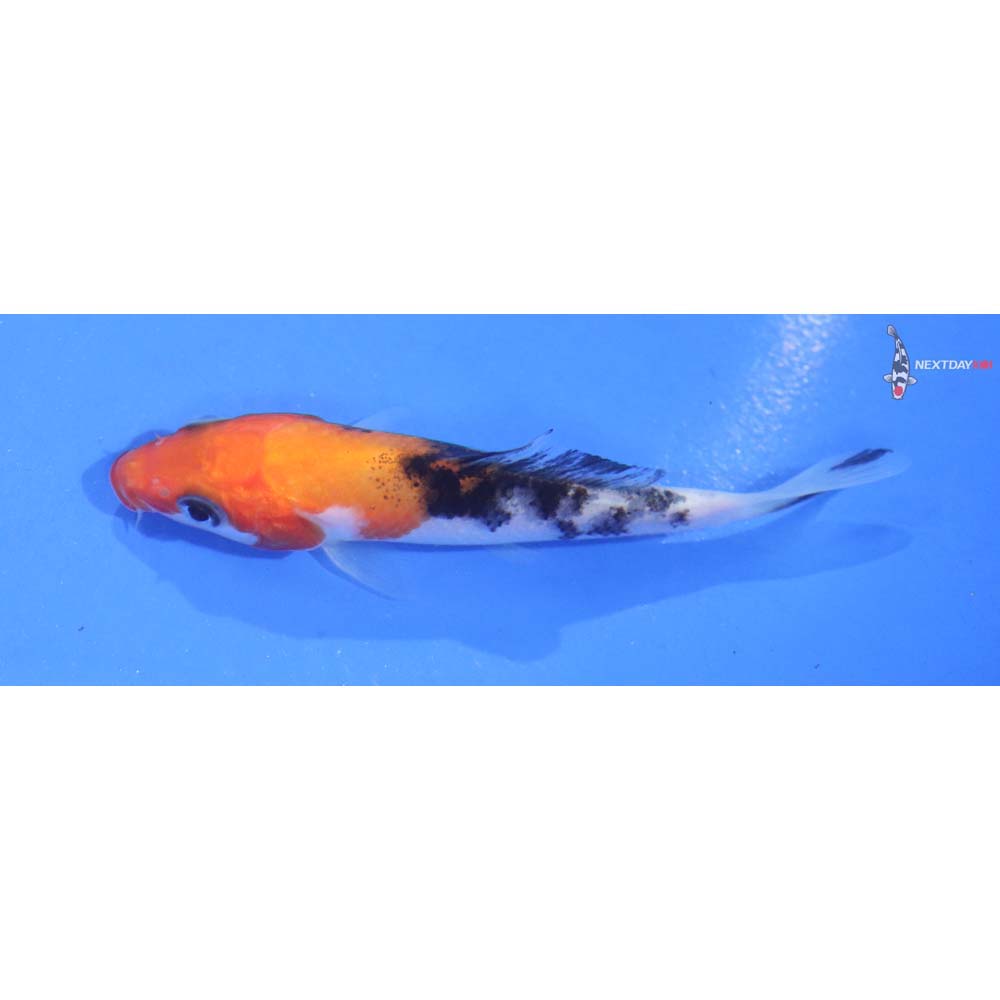 3” Imported Sanke