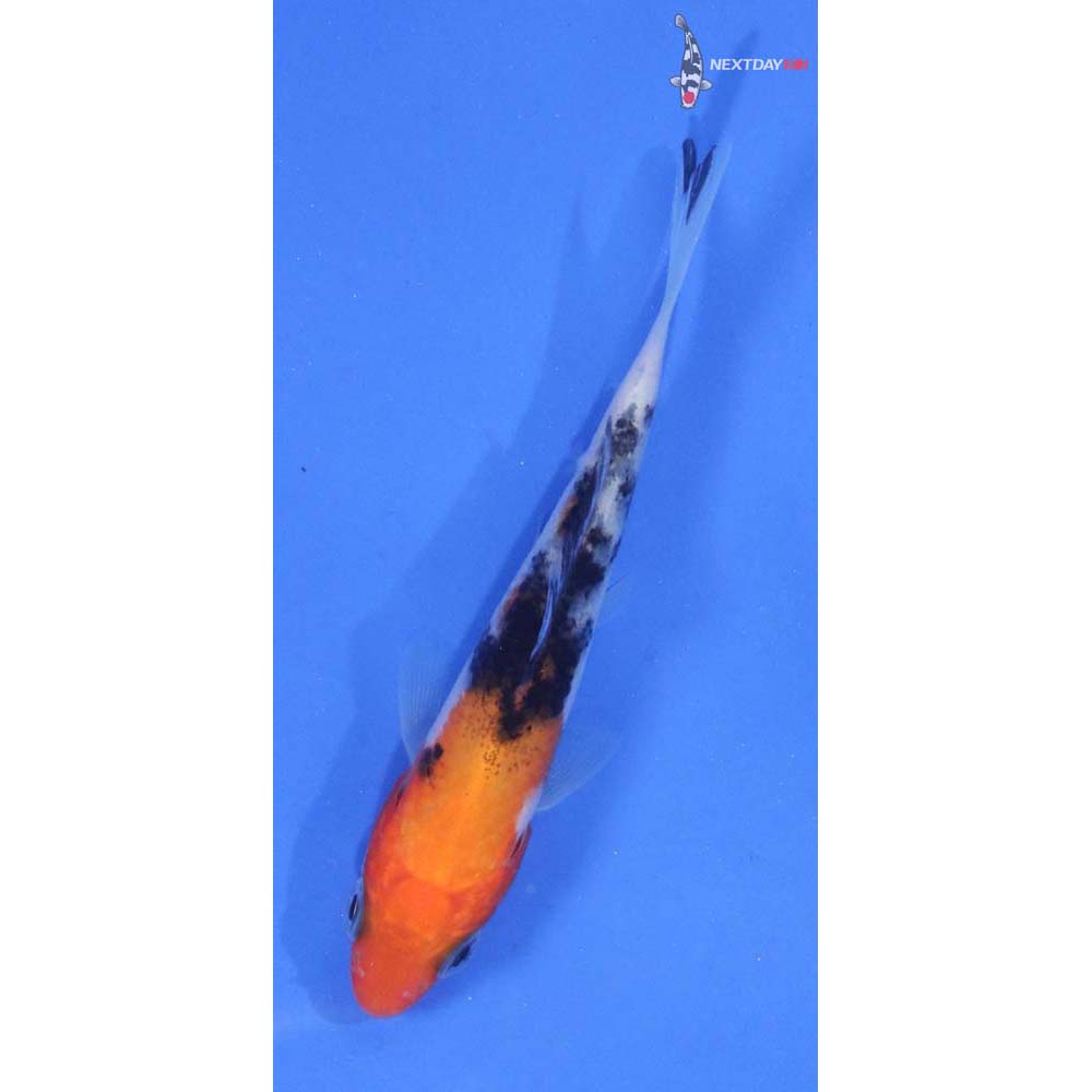 3” Imported Sanke