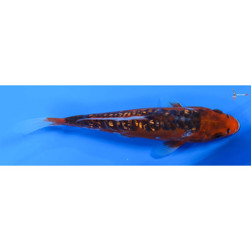 7.5” Imported Gin Rin Hana Shusui