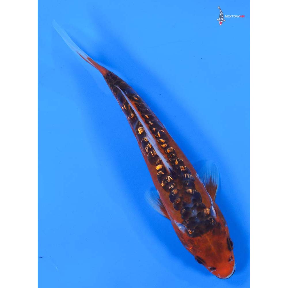 7.5” Imported Gin Rin Hana Shusui