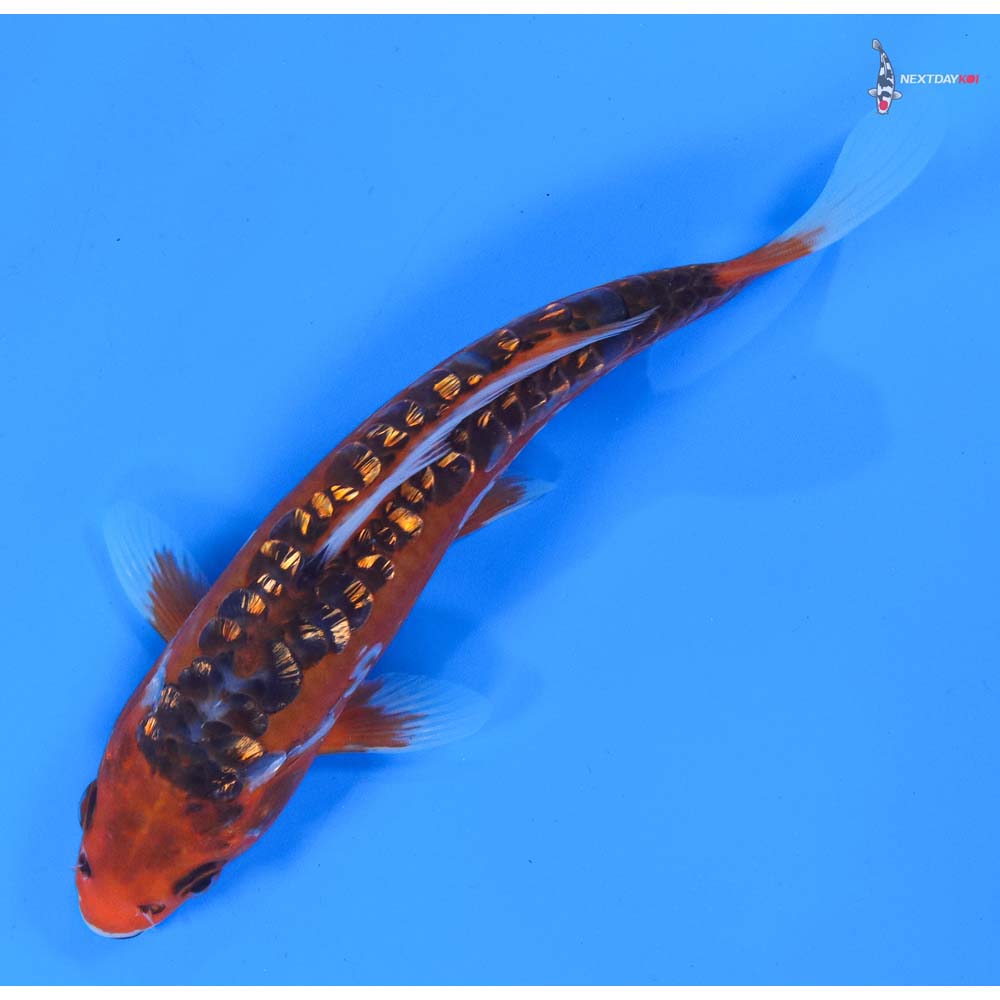 7.5” Imported Gin Rin Hana Shusui