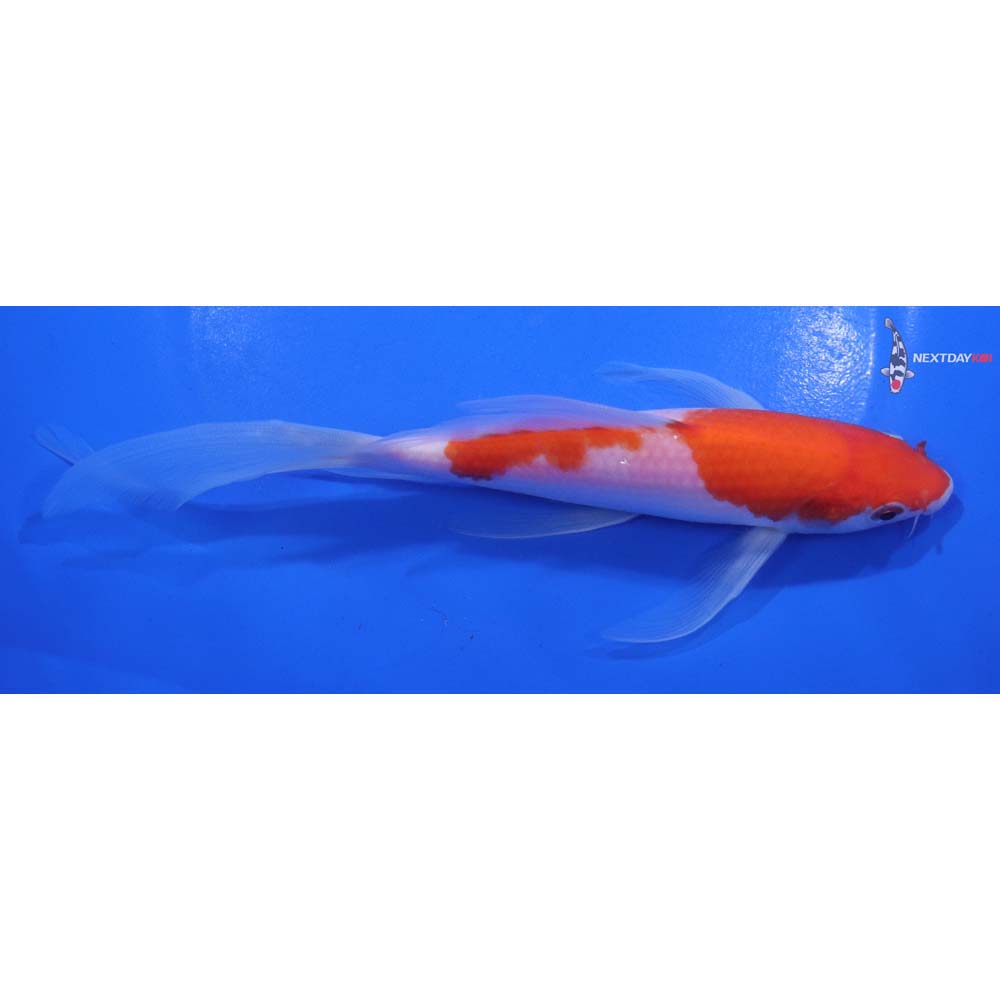 7” Imported Kohaku Butterfly Koi