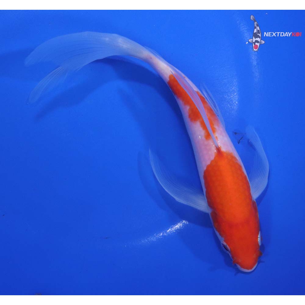 7” Imported Kohaku Butterfly Koi