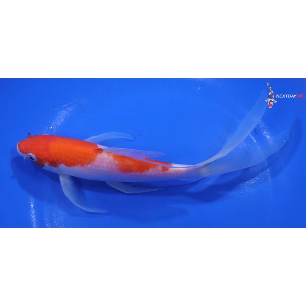 7” Imported Kohaku Butterfly Koi
