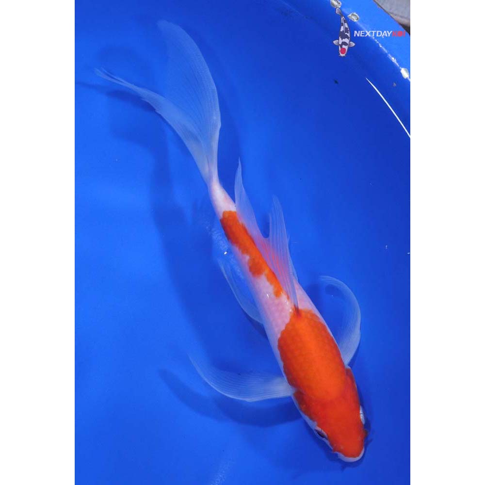 7” Imported Kohaku Butterfly Koi