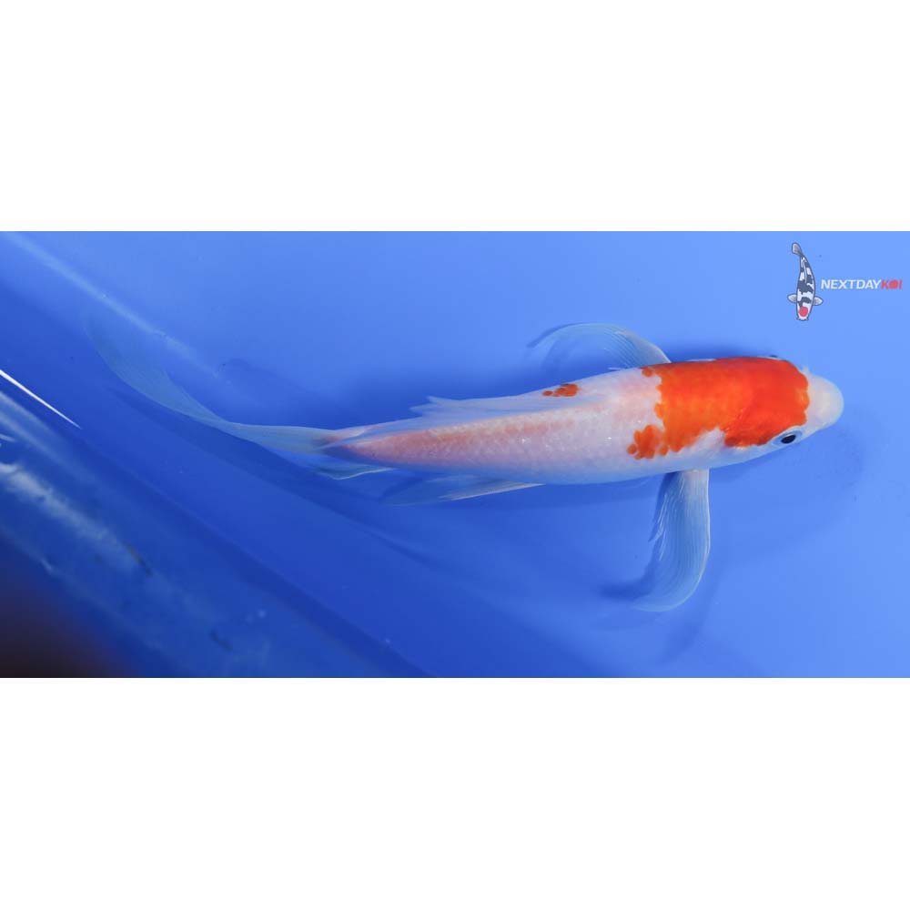 8” Imported Kohaku Butterfly Koi
