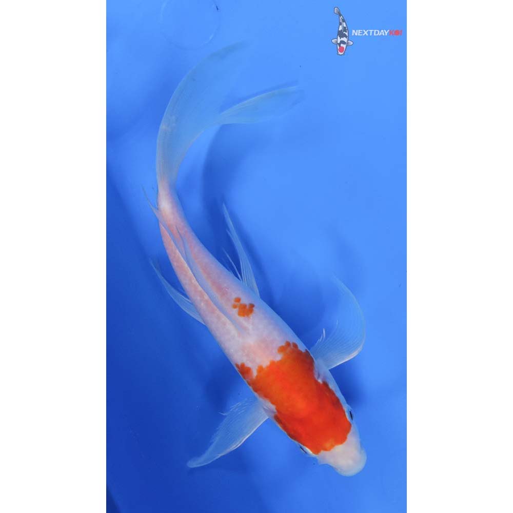 8” Imported Kohaku Butterfly Koi