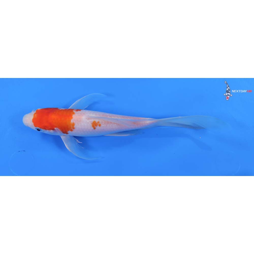8” Imported Kohaku Butterfly Koi