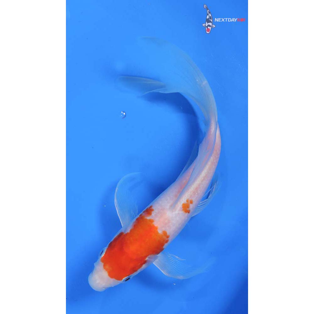 8” Imported Kohaku Butterfly Koi