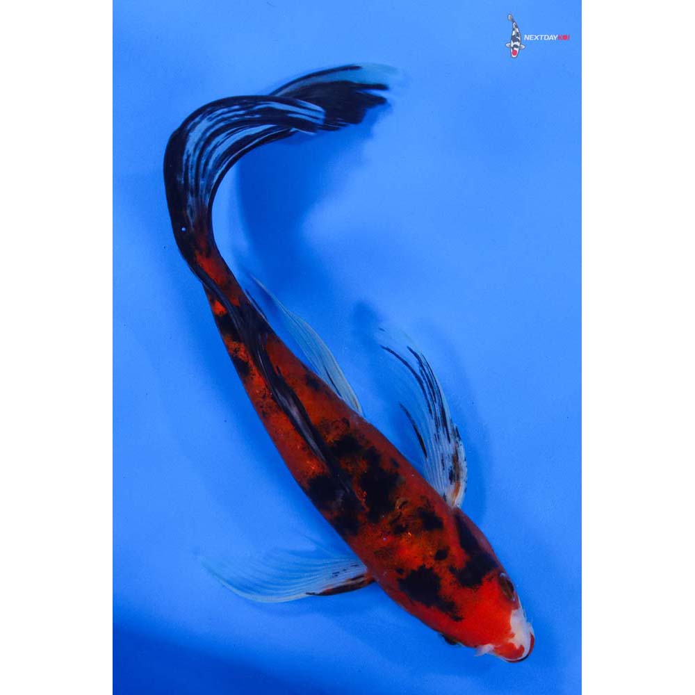 8.5” Imported Sanke Butterfly Koi