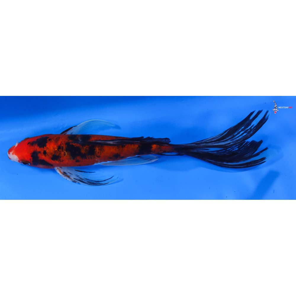 8.5” Imported Sanke Butterfly Koi