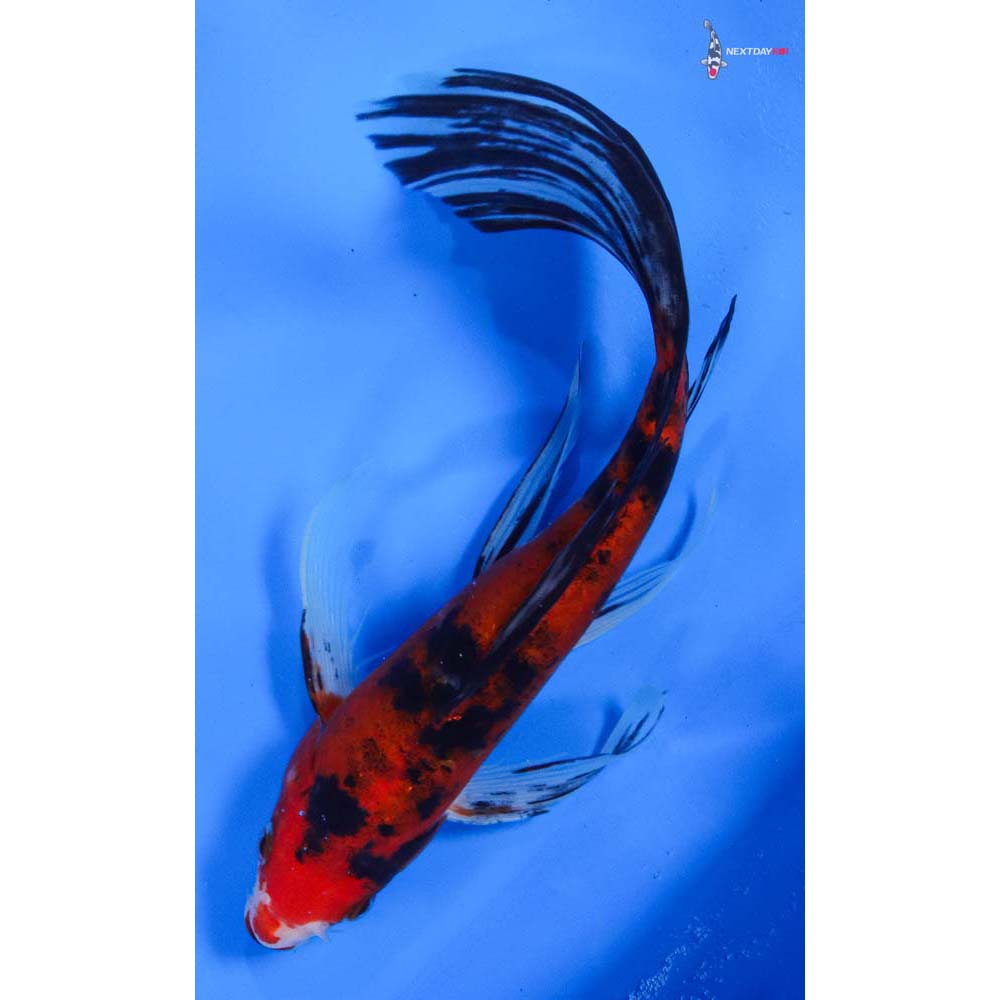 8.5” Imported Sanke Butterfly Koi