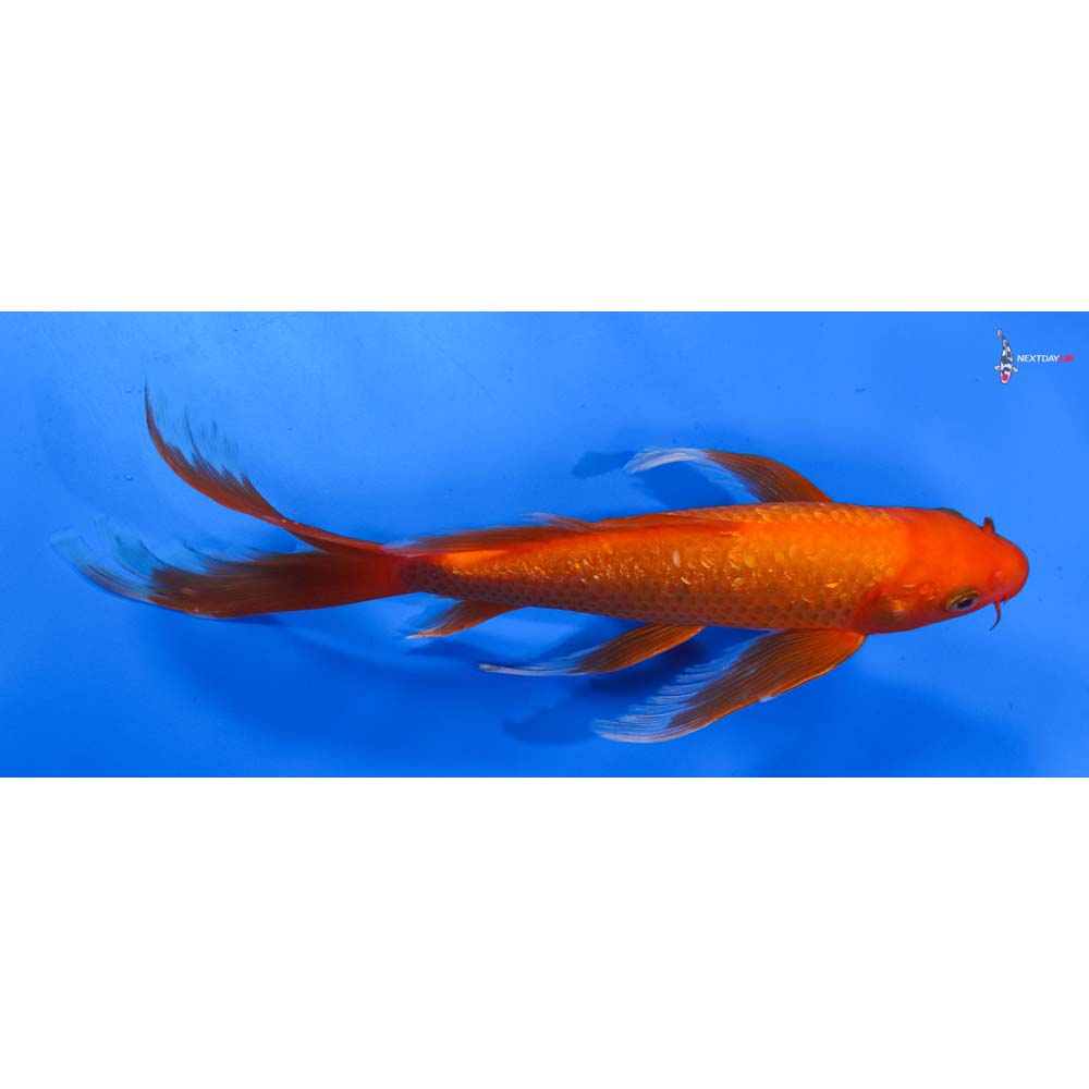 9” Imported Gin Rin Chagoi Butterfly Koi