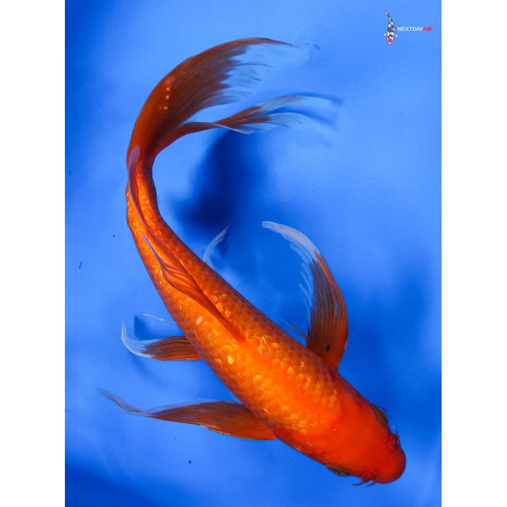 9” Imported Gin Rin Chagoi Butterfly Koi