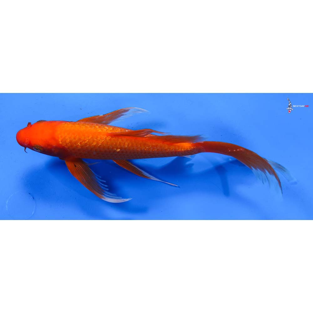 9” Imported Gin Rin Chagoi Butterfly Koi