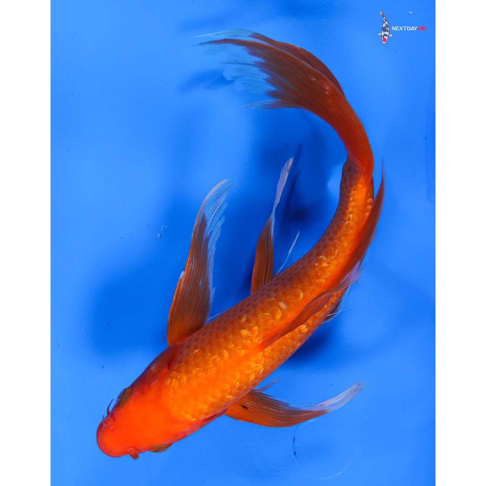 9” Imported Gin Rin Chagoi Butterfly Koi