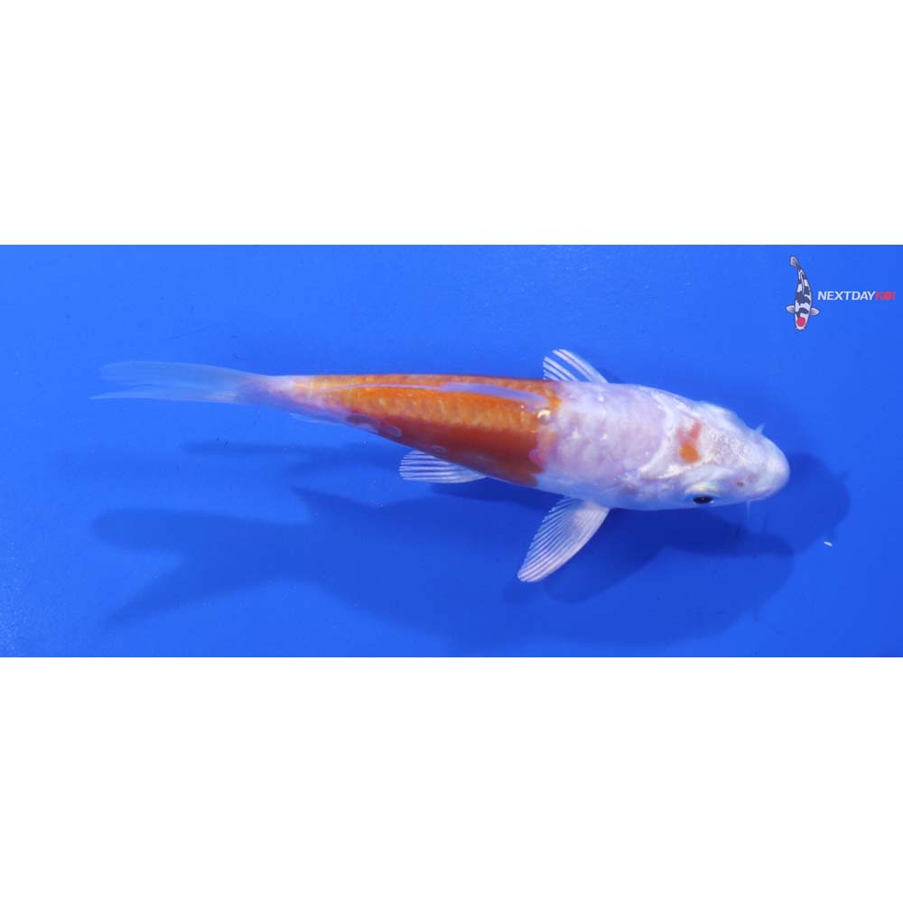 4” Imported Kikusui