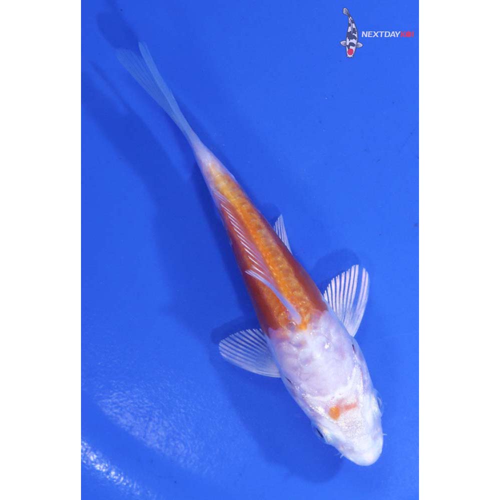 4” Imported Kikusui