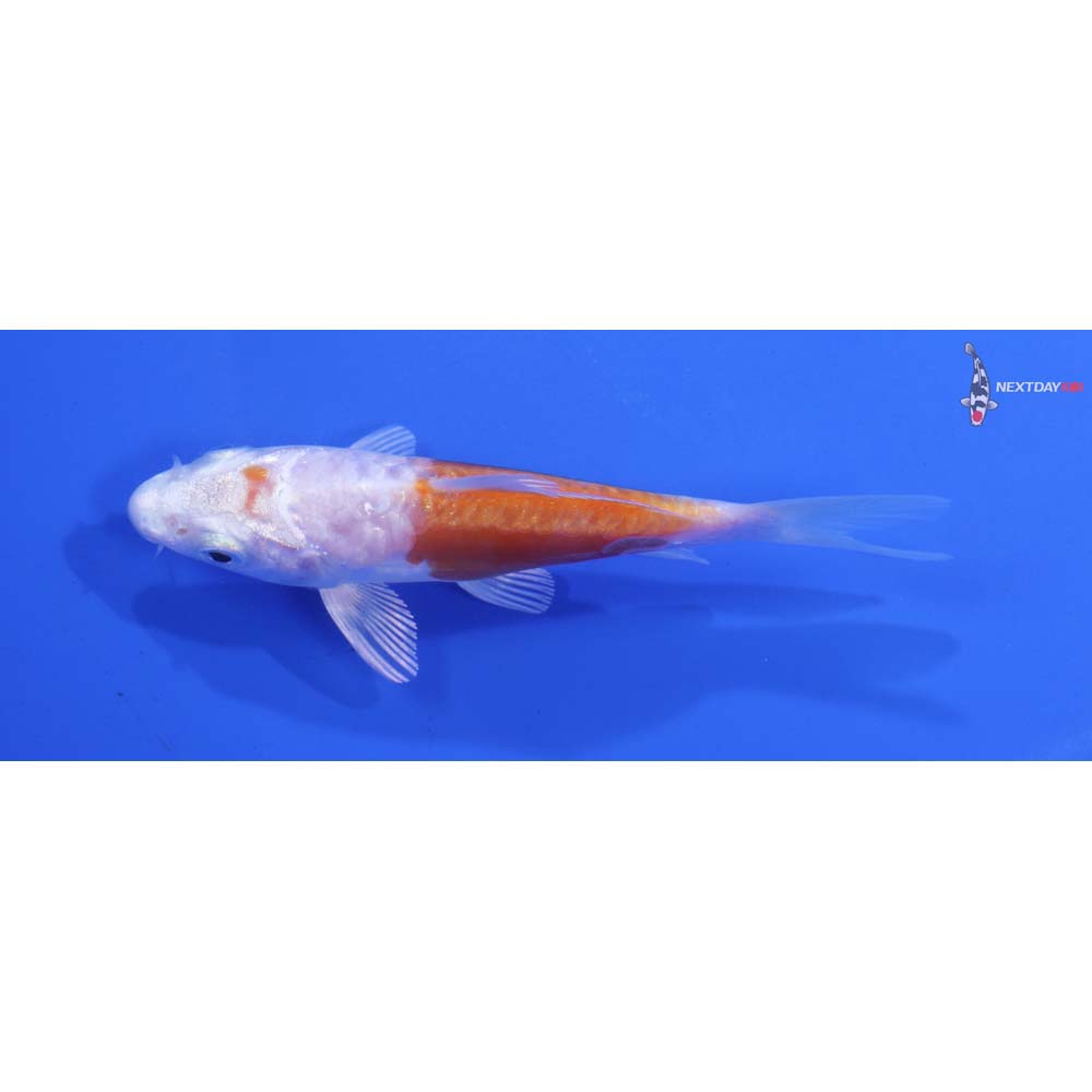 4” Imported Kikusui