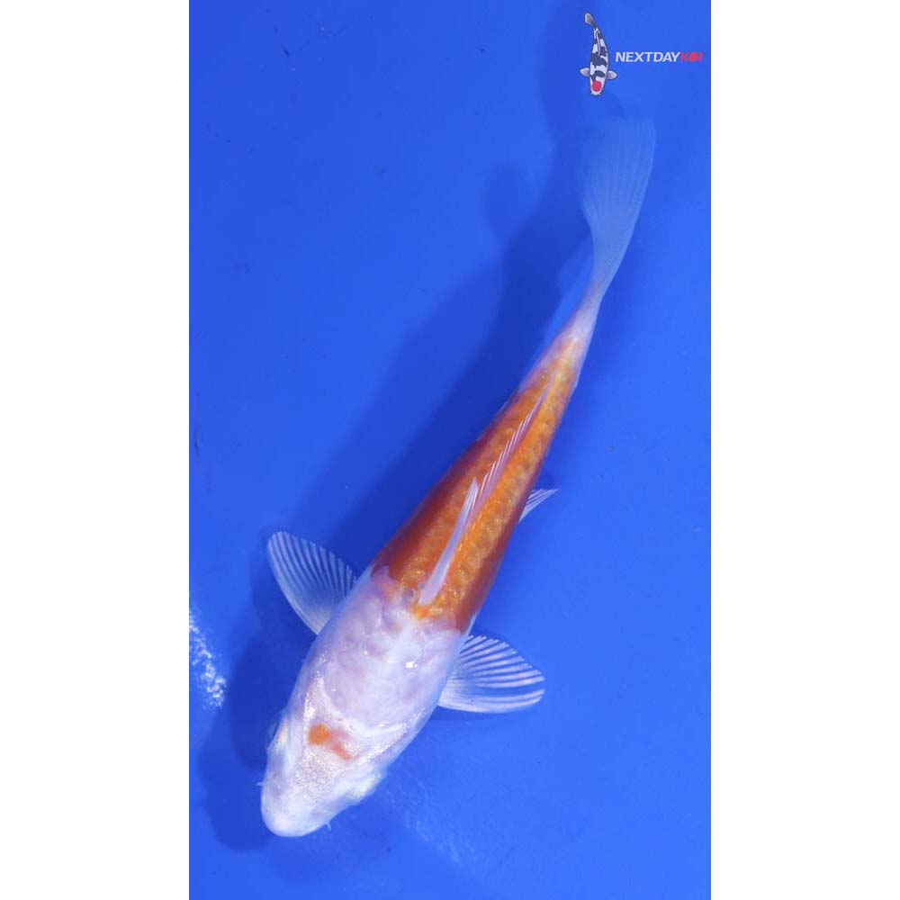 4” Imported Kikusui