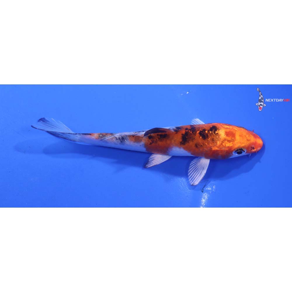 4” Imported Yamato Nishiki