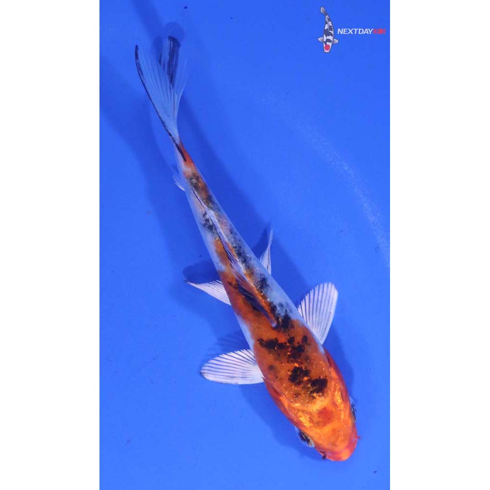 4” Imported Yamato Nishiki