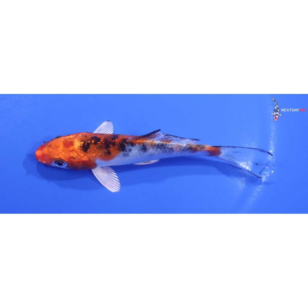 4” Imported Yamato Nishiki