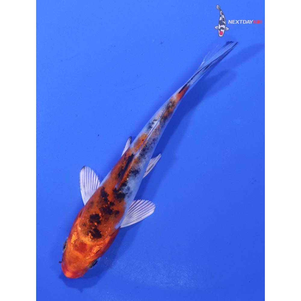 4” Imported Yamato Nishiki