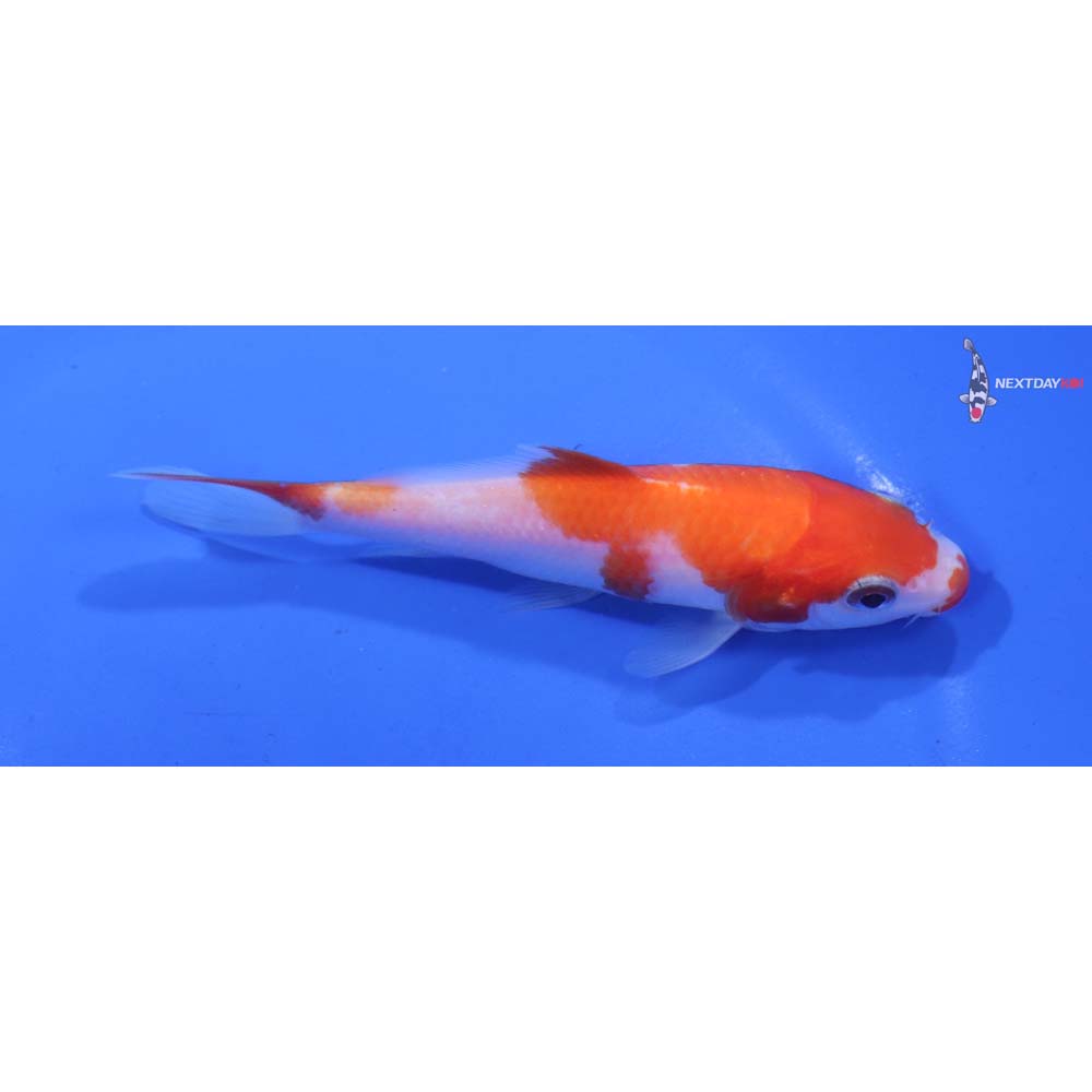 4” Imported Kohaku