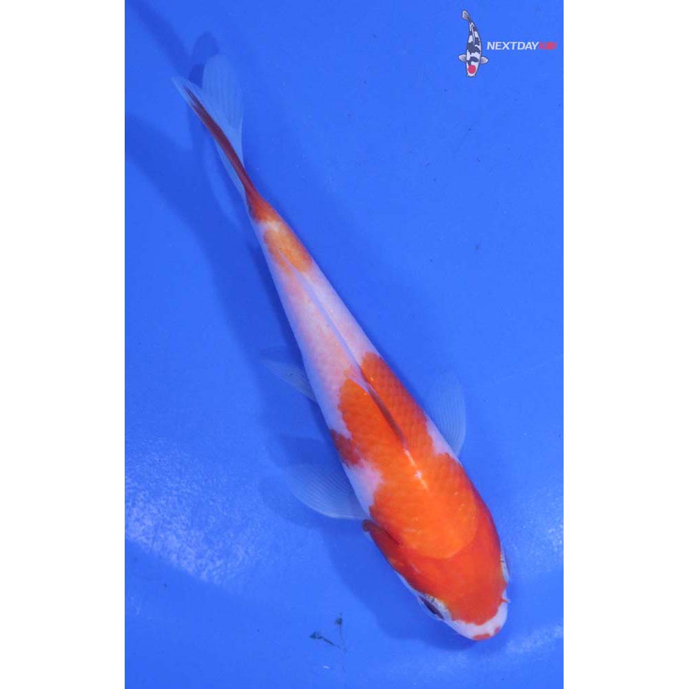 4” Imported Kohaku