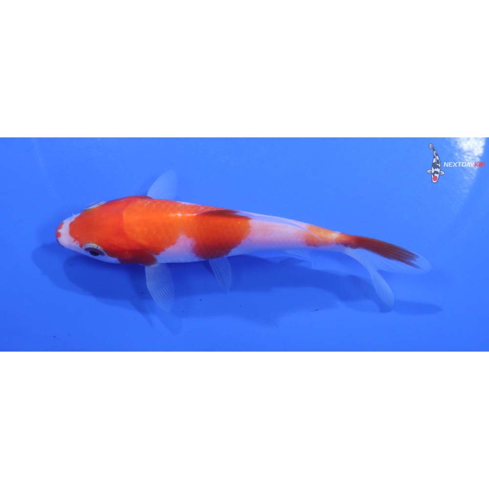 4” Imported Kohaku