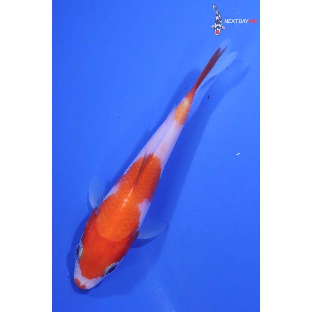 4” Imported Kohaku