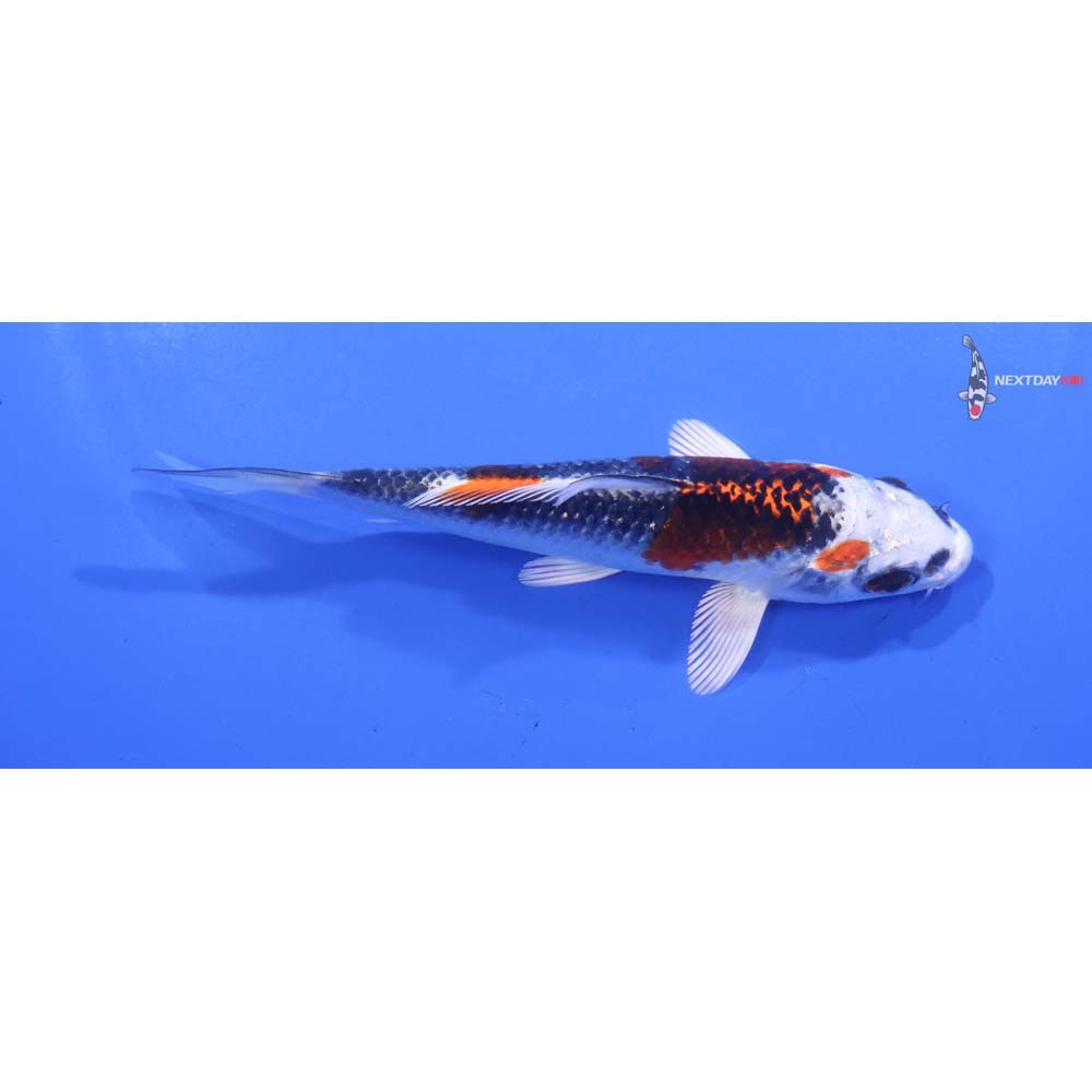 4.5” Imported Kujaku