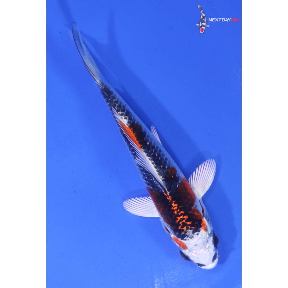 4.5” Imported Kujaku