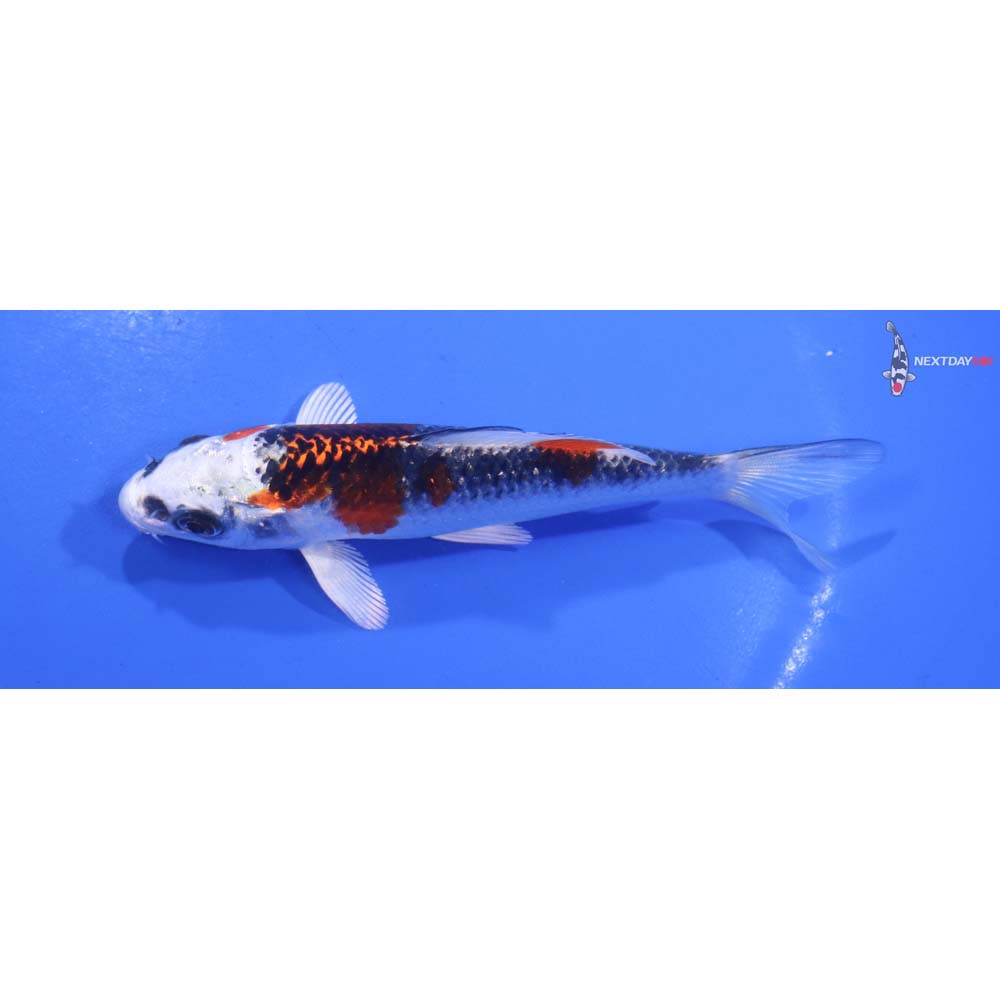 4.5” Imported Kujaku
